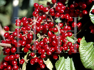 Picture of Viburnum dilatatum 'Catskill'