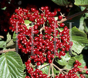 Picture of Viburnum dilatatum 'Catskill'