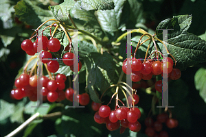 Picture of Viburnum trilobum 'Wentworth'