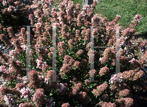 Picture of Abelia chinensis '~Species'