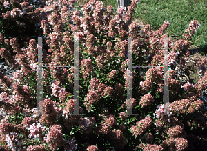 Picture of Abelia chinensis 