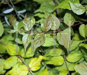 Picture of Kolkwitzia amabilis 'Maradco (Dream Catcher)'