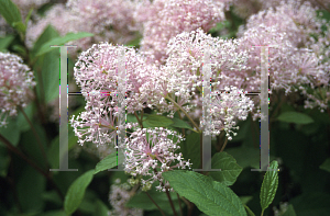 Picture of Ceanothus x 'Marie Simon'