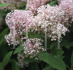 Picture of Ceanothus x 'Marie Simon'