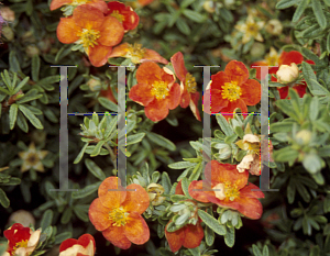 Picture of Potentilla fruticosa 'Red Ace'