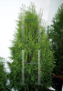 Picture of Thuja plicata 'Emerald'