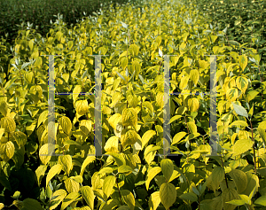 Picture of Philadelphus  'Yellow Hill'