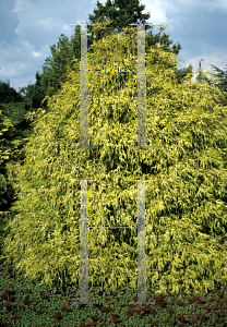 Picture of Chamaecyparis pisifera 'Filifera Aurea'