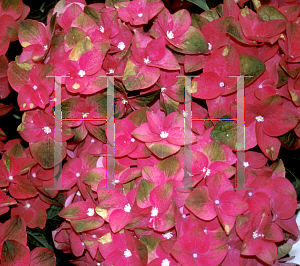 Picture of Hydrangea macrophylla 'Green Shadow'