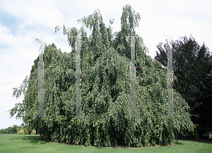 Picture of Fagus sylvatica 'Pendula'