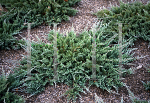 Picture of Juniperus horizontalis 'Blue Chip'