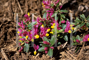 Picture of Polygala chamaebuxus 'Rhodotera'