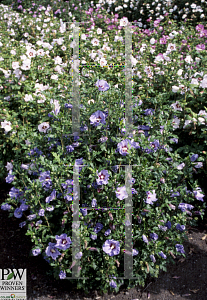 Picture of Hibiscus syriacus 'Marina(Blue Satin)'