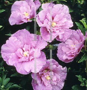 Picture of Hibiscus syriacus 'Notwoodone(Lavender Chiffon)'