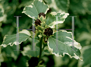 Picture of Hibiscus syriacus 'Purpureus Variegatus'