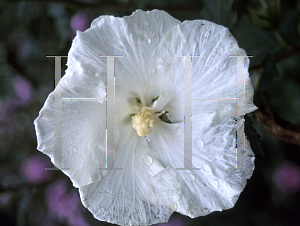 Picture of Hibiscus syriacus 'Diana'