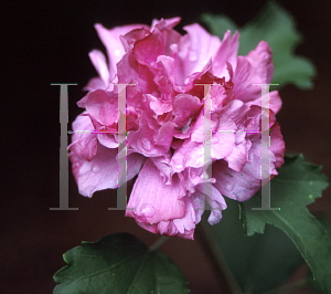 Picture of Hibiscus  'Bou de Feu'