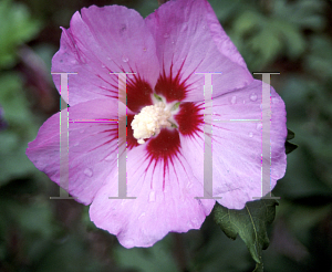 Picture of Hibiscus syriacus 'Pink Flirt'