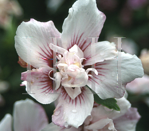 Picture of Hibiscus syriacus 'Lady Stanley'