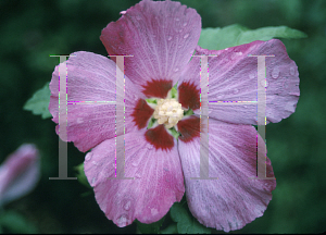 Picture of Hibiscus syriacus 'Woodbridge'