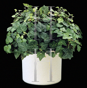 Picture of Hedera helix 'Ralf'