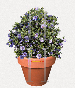 Picture of Hibiscus syriacus 'Marina' (Blue Satin®)