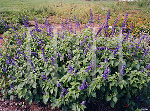 Picture of Salvia  'Indigo Spires'