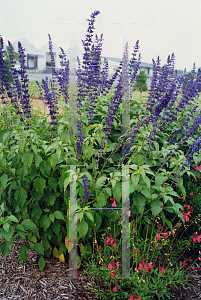 Picture of Salvia  'Indigo Spires'