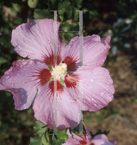 Picture of Hibiscus  'Rose Satin'