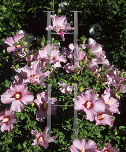 Picture of Hibiscus  'Rose Satin'