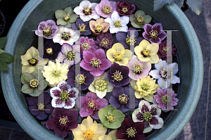 Picture of Helleborus x 