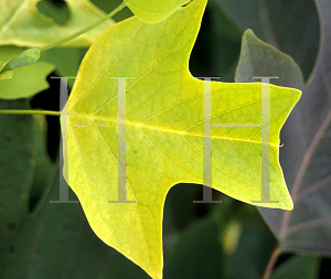 Picture of Liriodendron tulipifera 'Glen Gold'