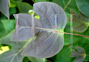 Picture of Liriodendron chinense 