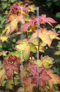 Picture of Acer cappadocicum 'Aureum'