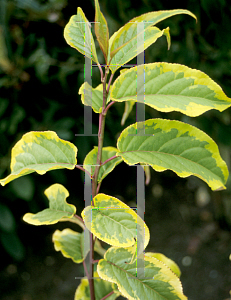 Picture of Cornus chinensis 'Joy Forever'