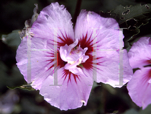 Picture of Hibiscus syriacus 'Paeonyflora'