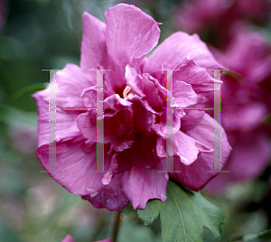 Picture of Potentilla x 'Roseus Plenus'