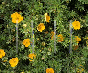 Picture of Potentilla fruticosa 'Tangerine'