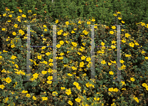 Picture of Potentilla fruticosa 'Medicine Wheel Mountain'