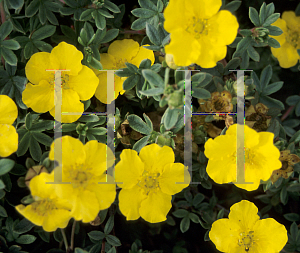 Picture of Potentilla fruticosa 'Medicine Wheel Mountain'