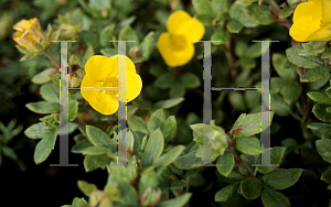 Picture of Potentilla fruticosa 'Beanii'