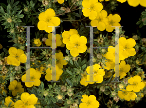 Picture of Potentilla x 'Sommerflu'