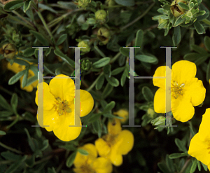 Picture of Potentilla fruticosa 'Donard Gold'