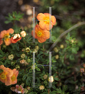 Picture of Potentilla x 'Orange Aide'