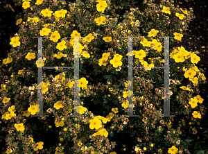 Picture of Potentilla x 'Sommerflu'