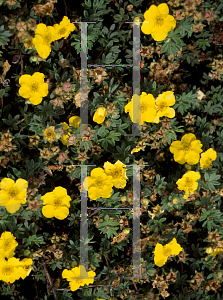 Picture of Potentilla fruticosa 'Medicine Wheel Mountain'