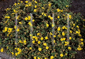 Picture of Potentilla fruticosa 'Medicine Wheel Mountain'