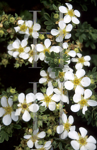 Picture of Potentilla fruticosa 'White Rain'