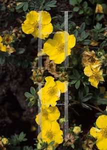Picture of Potentilla fruticosa 'Gold Gem'