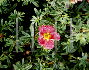 Picture of Potentilla x 'Raspberry Ripple'